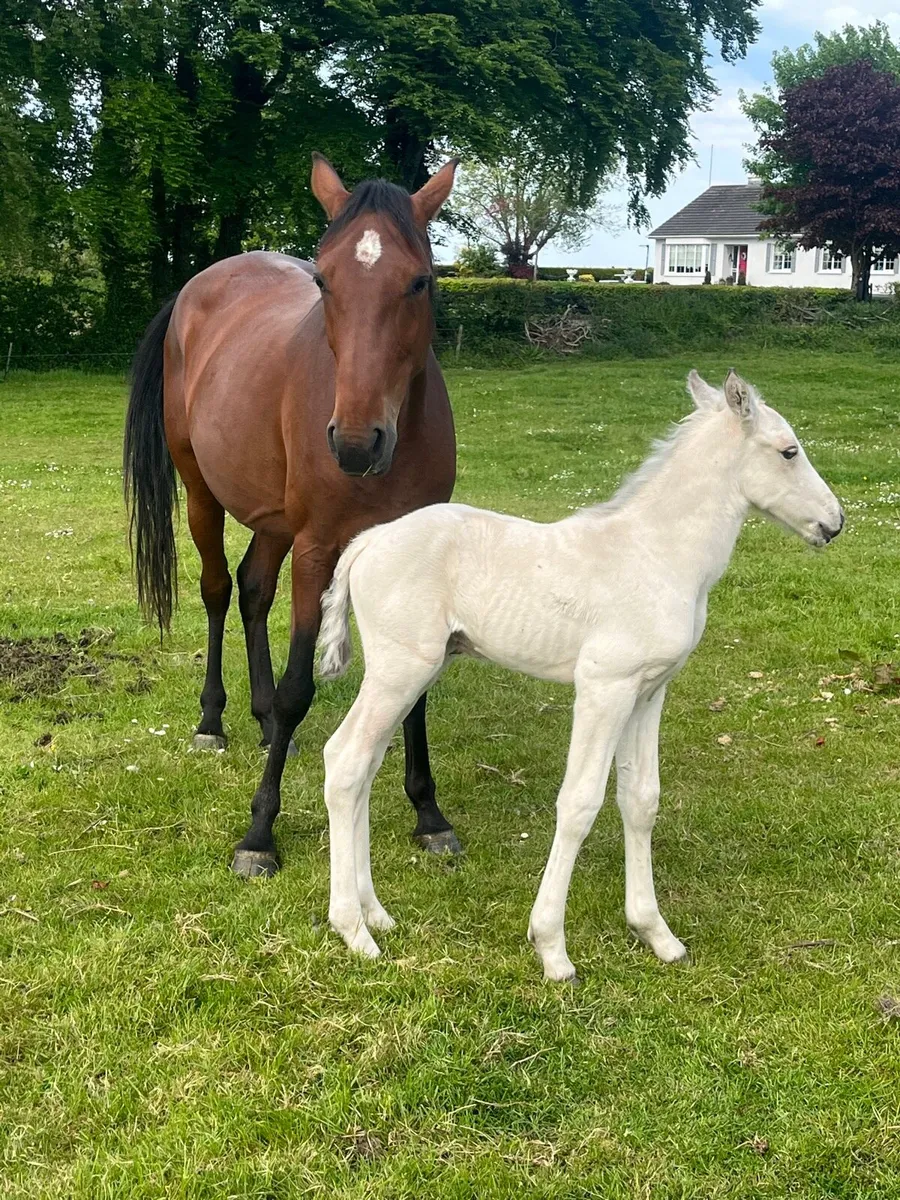 Mare and foal - Image 1
