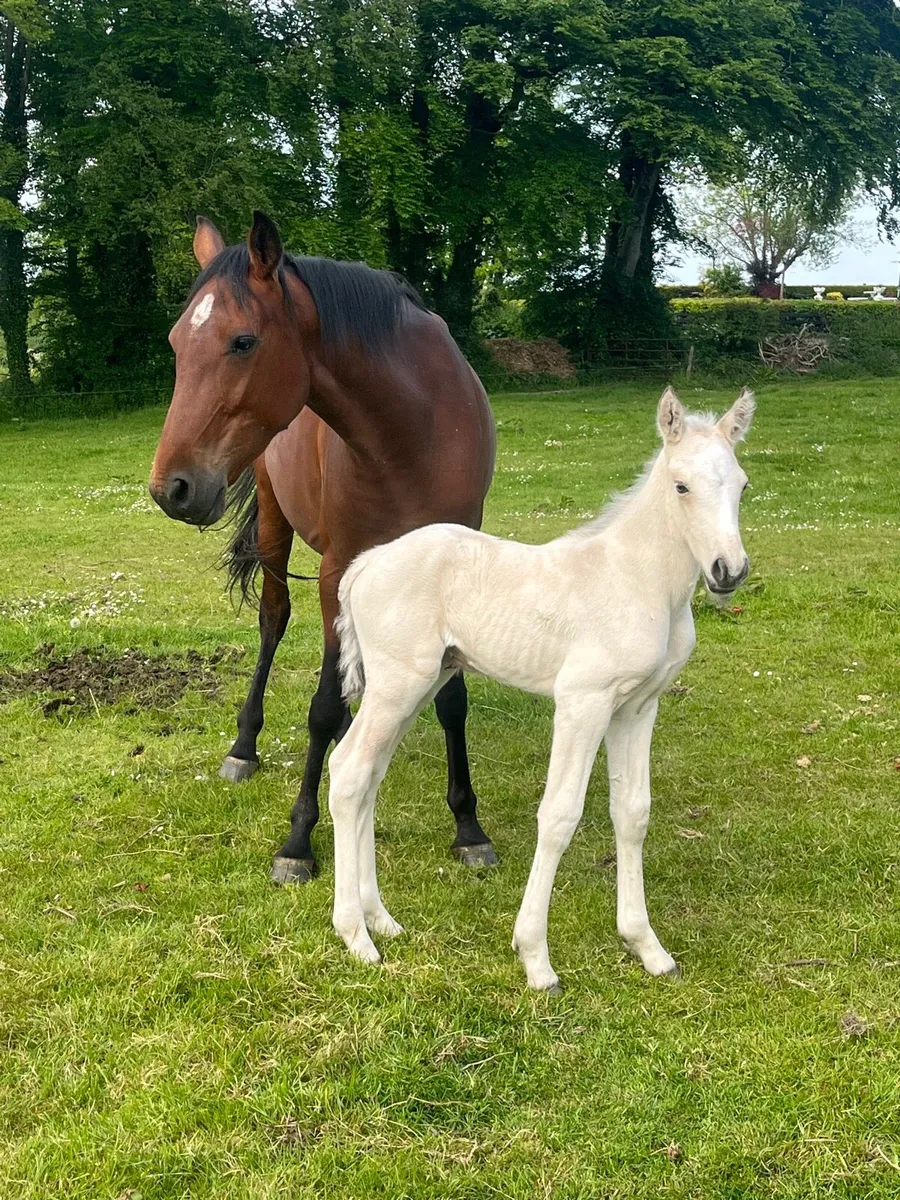 Mare and foal - Image 2