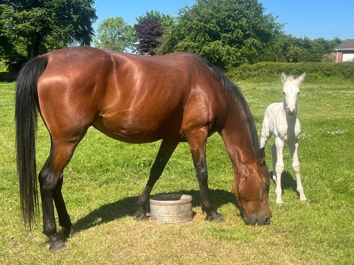 Mare and foal - Image 3