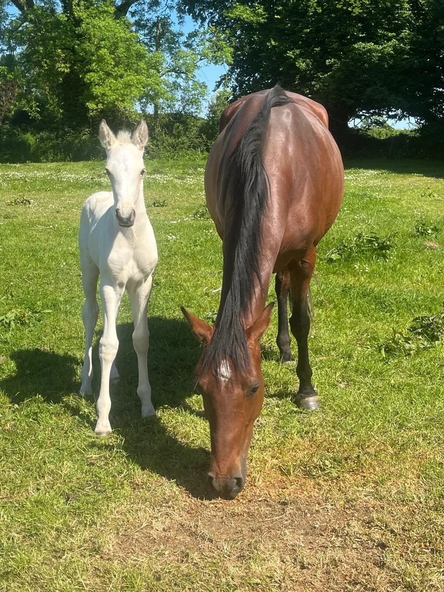 Mare and foal - Image 4
