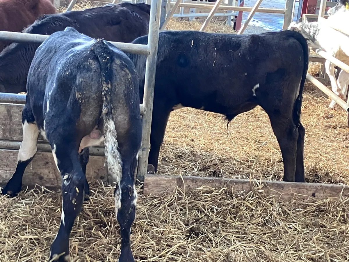 9 grass bull calves for sale - Image 2
