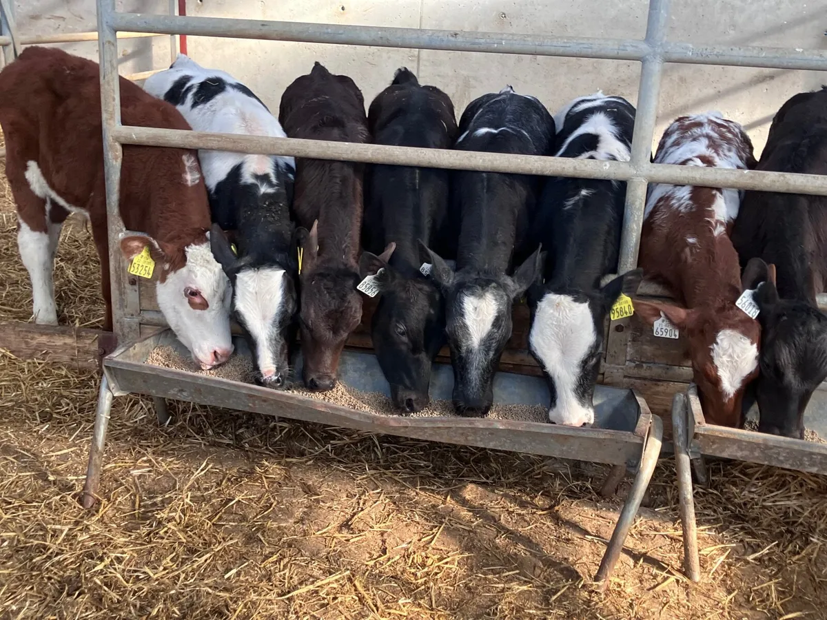 9 grass bull calves for sale - Image 3
