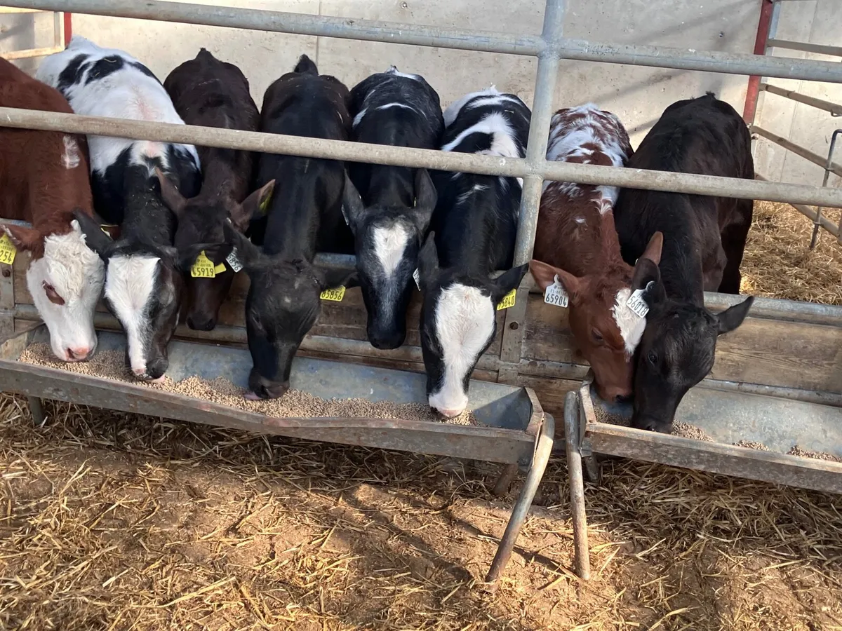 9 grass bull calves for sale - Image 4