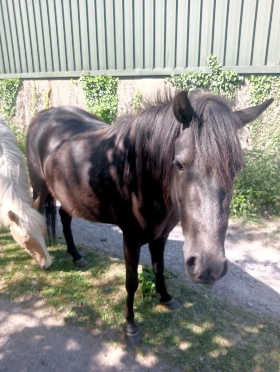Quiet child's pony - Image 1
