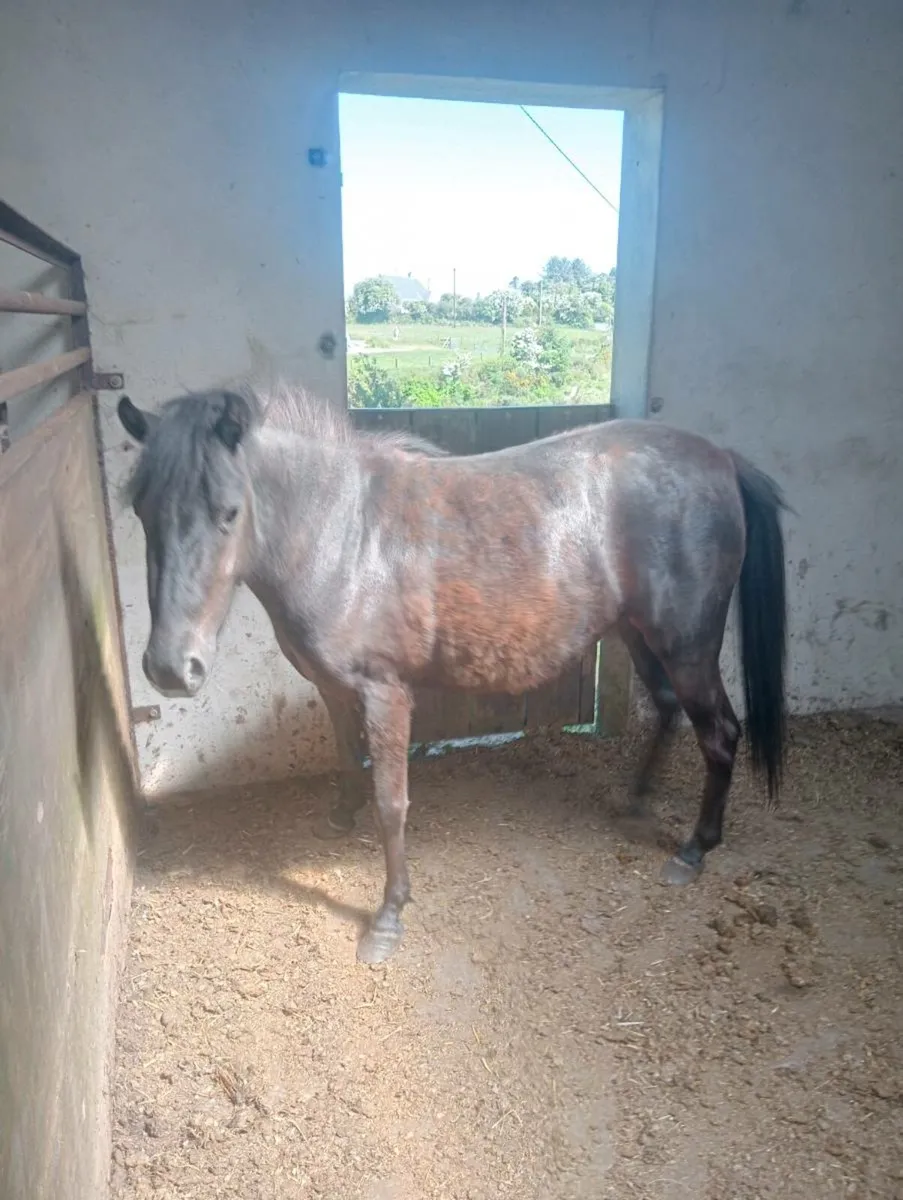 Quiet child's pony - Image 2