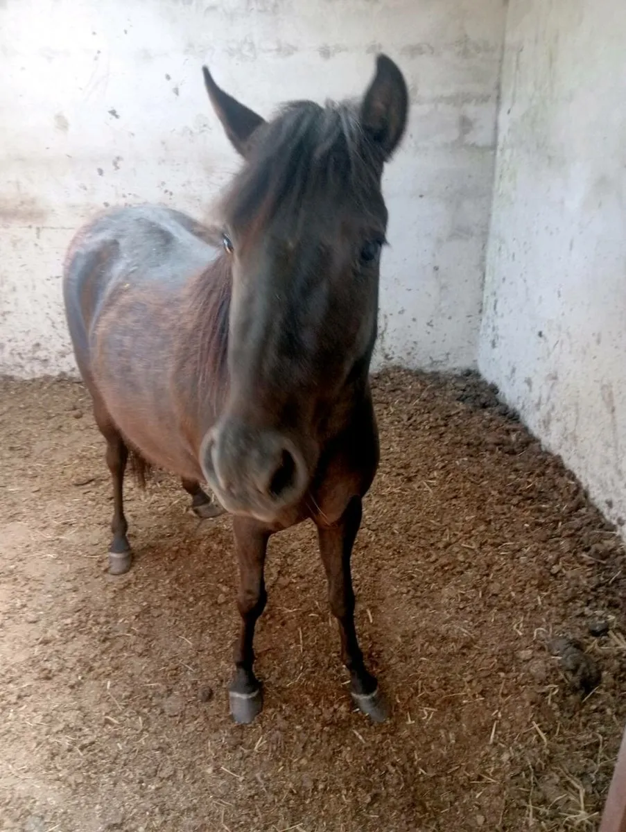 Quiet child's pony - Image 3