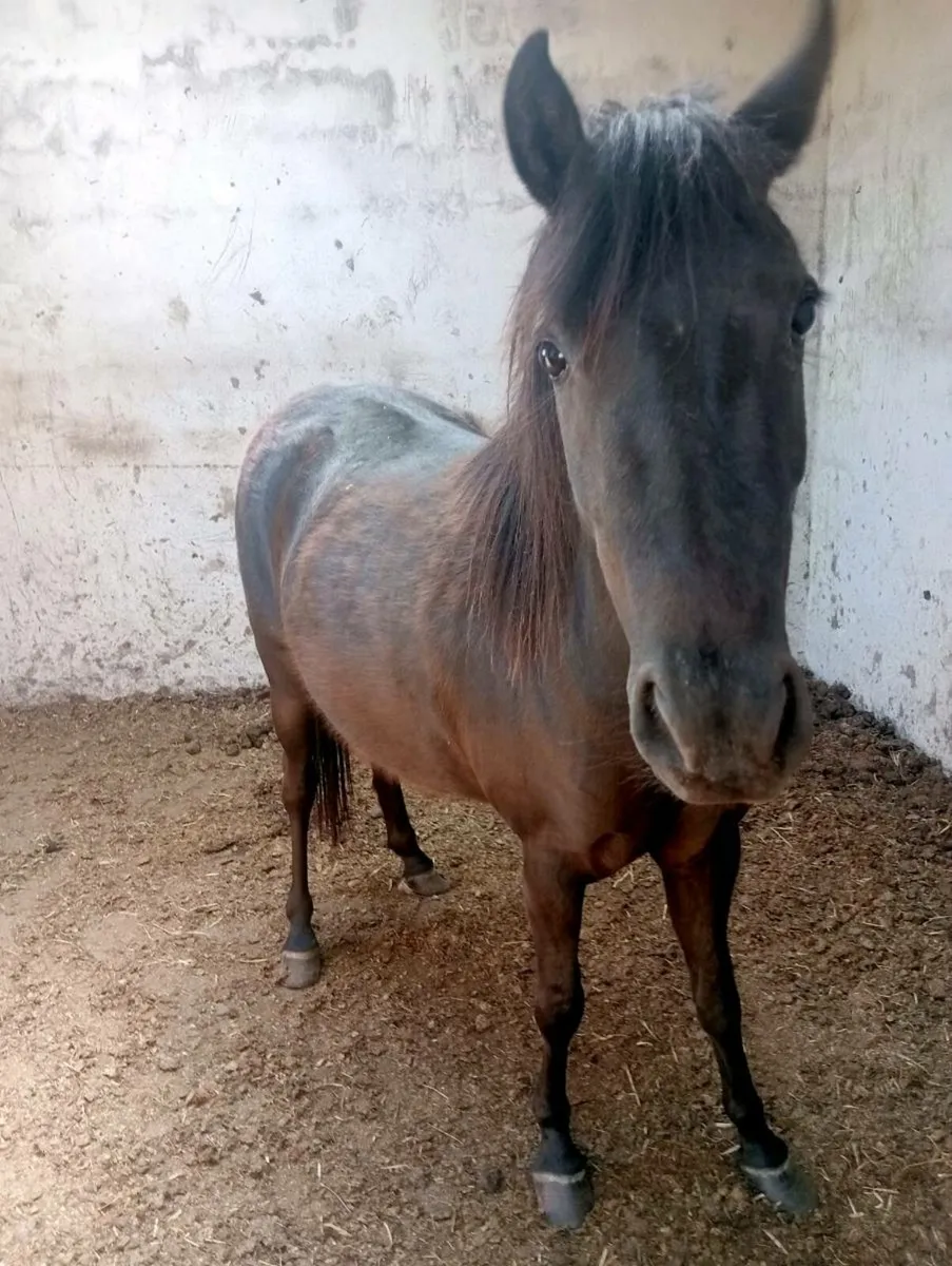 Quiet child's pony - Image 4