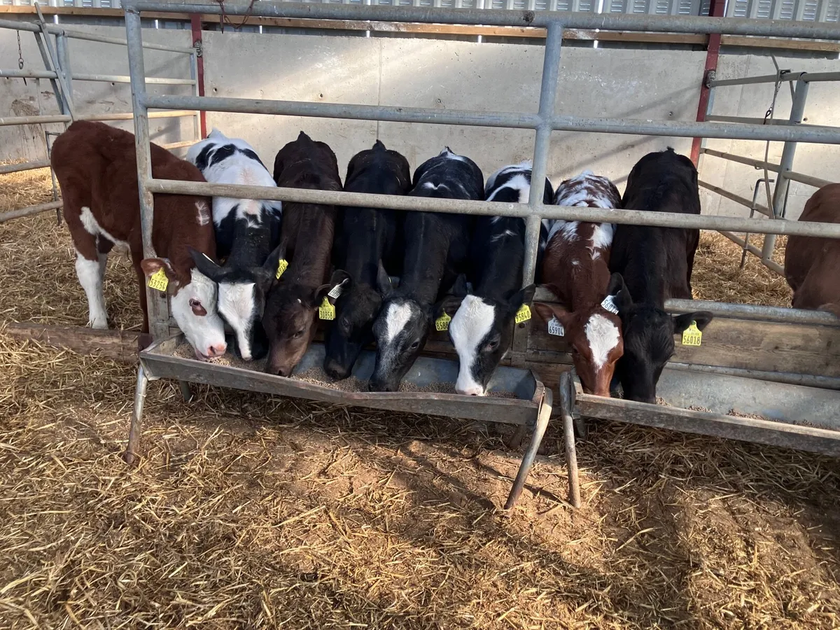 9 grass bull calves for sale - Image 1