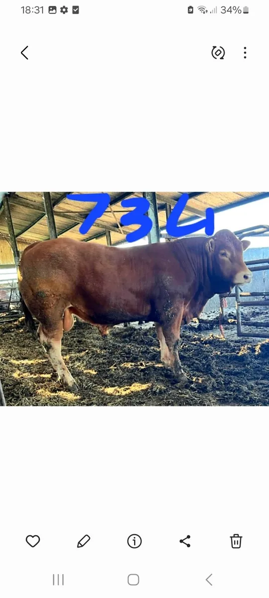 PBR Limousin bulls - Image 1