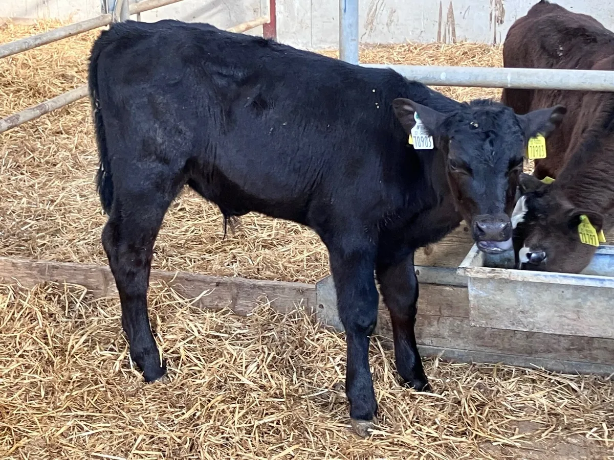 Four 2 month old bull calves for sale - Image 3