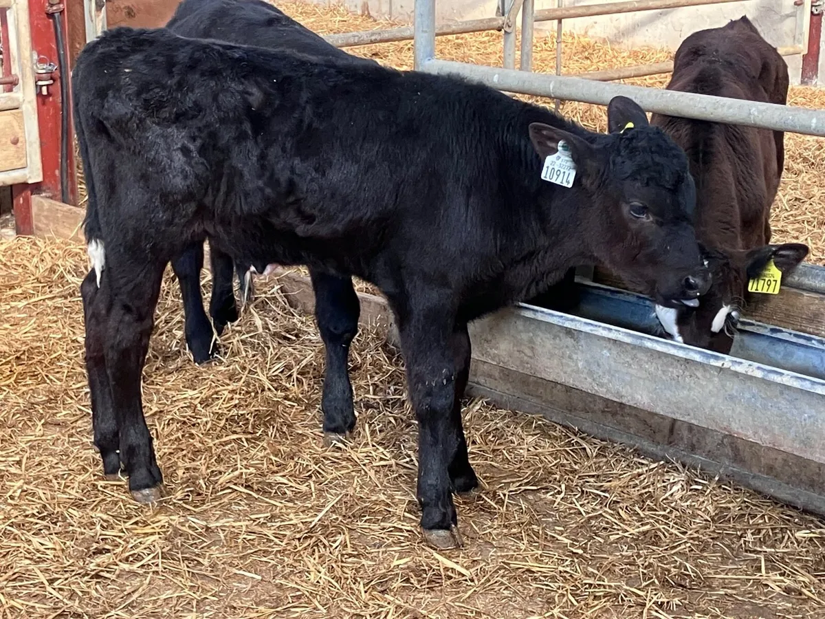 Four 2 month old bull calves for sale - Image 4