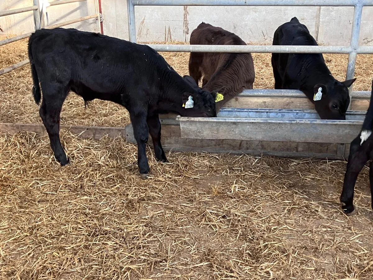 Four 2 month old bull calves for sale - Image 1