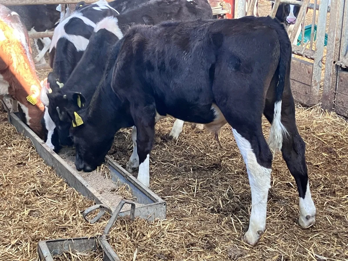 6 reared Freisan bull calves for sale - Image 2