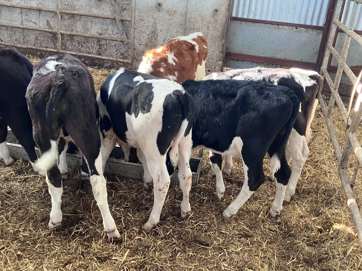 6 reared Freisan bull calves for sale - Image 3