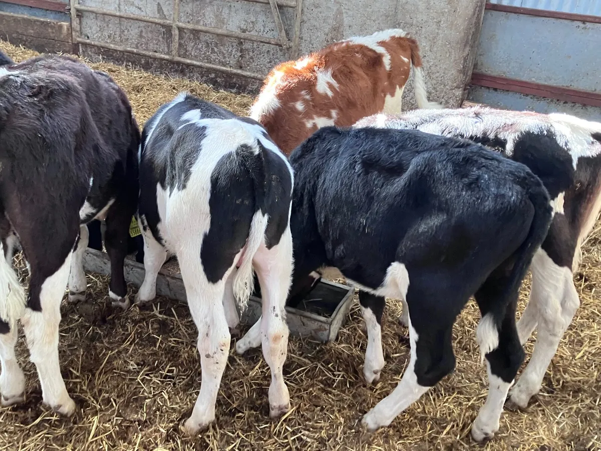 6 reared Freisan bull calves for sale - Image 4