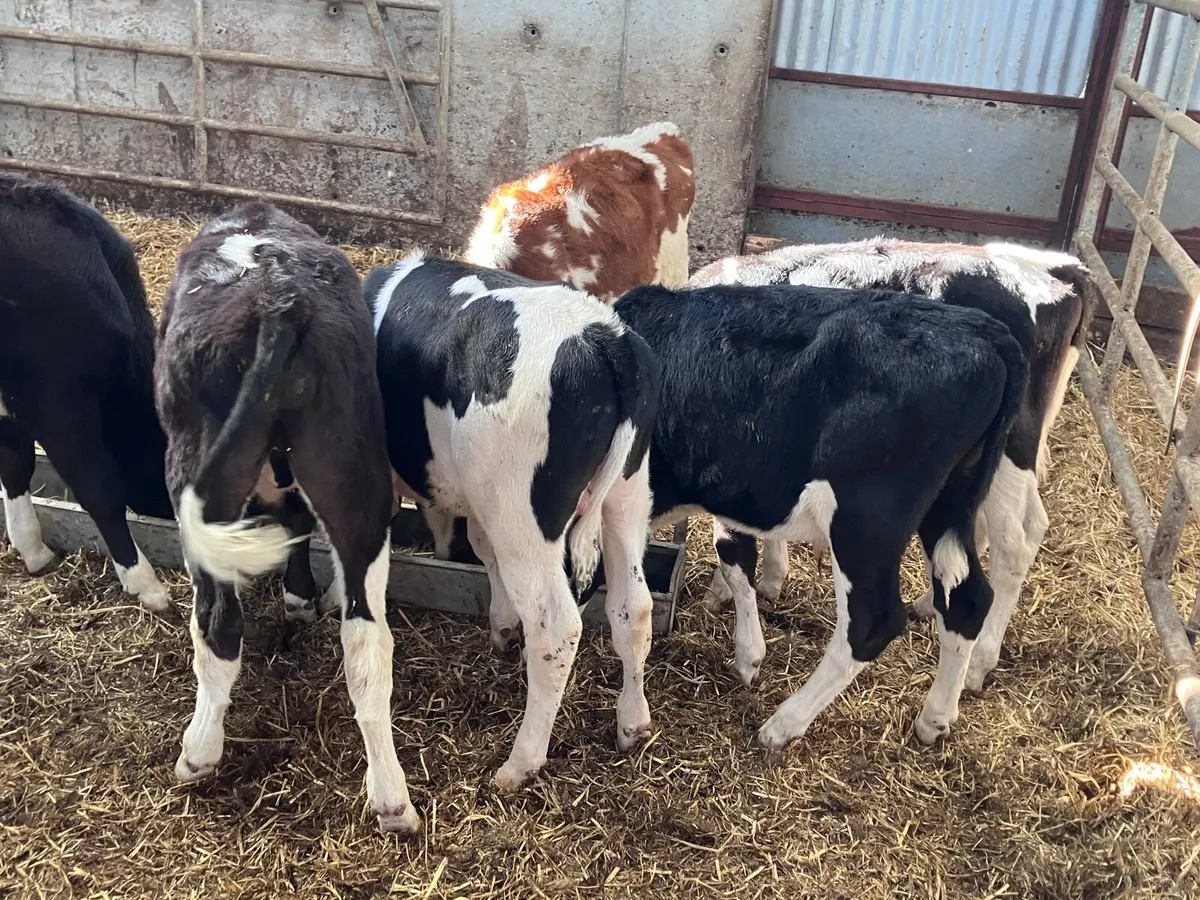 6 reared Freisan bull calves for sale - Image 1