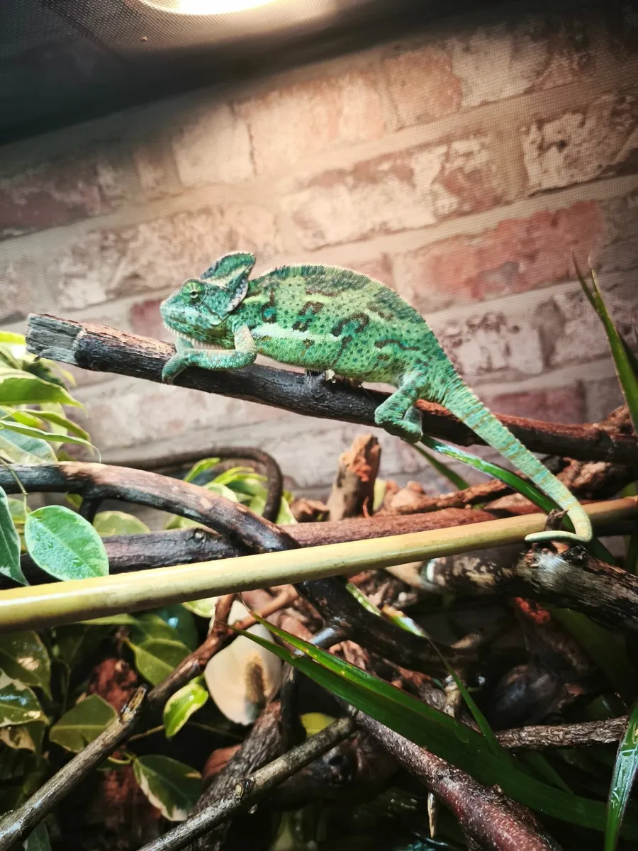 Veiled chameleon - Image 2