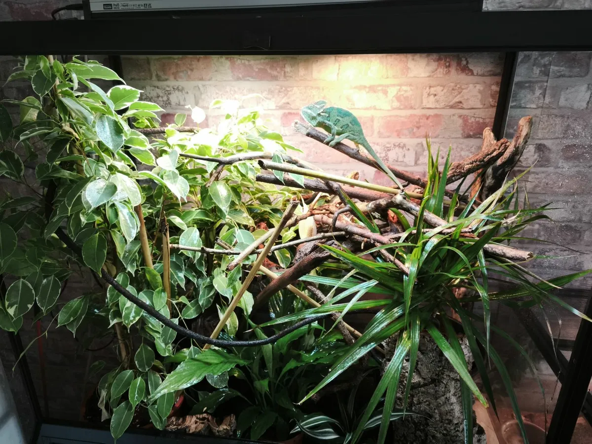 Veiled chameleon - Image 3