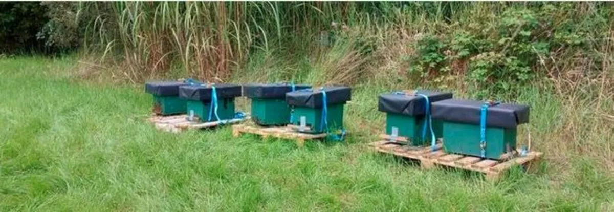 Bee Nucs Colonies - Image 1