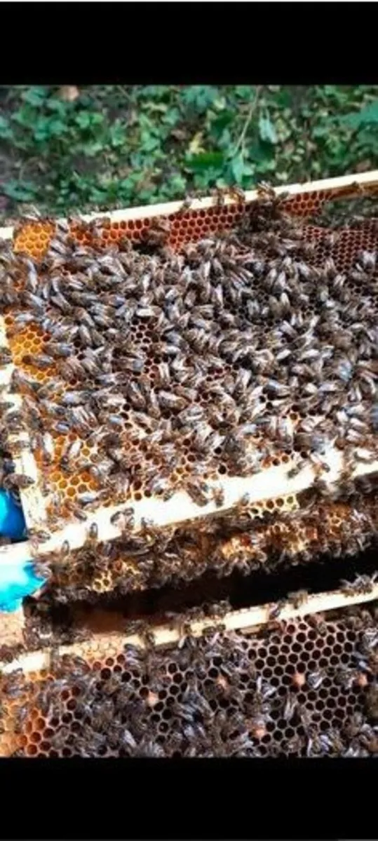 Bee Nucs Colonies - Image 2