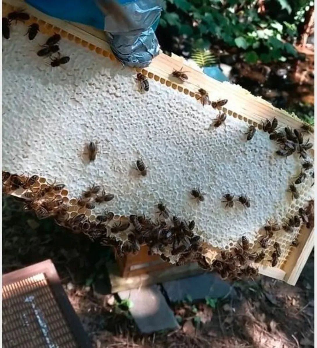 Bee Nucs Colonies - Image 4