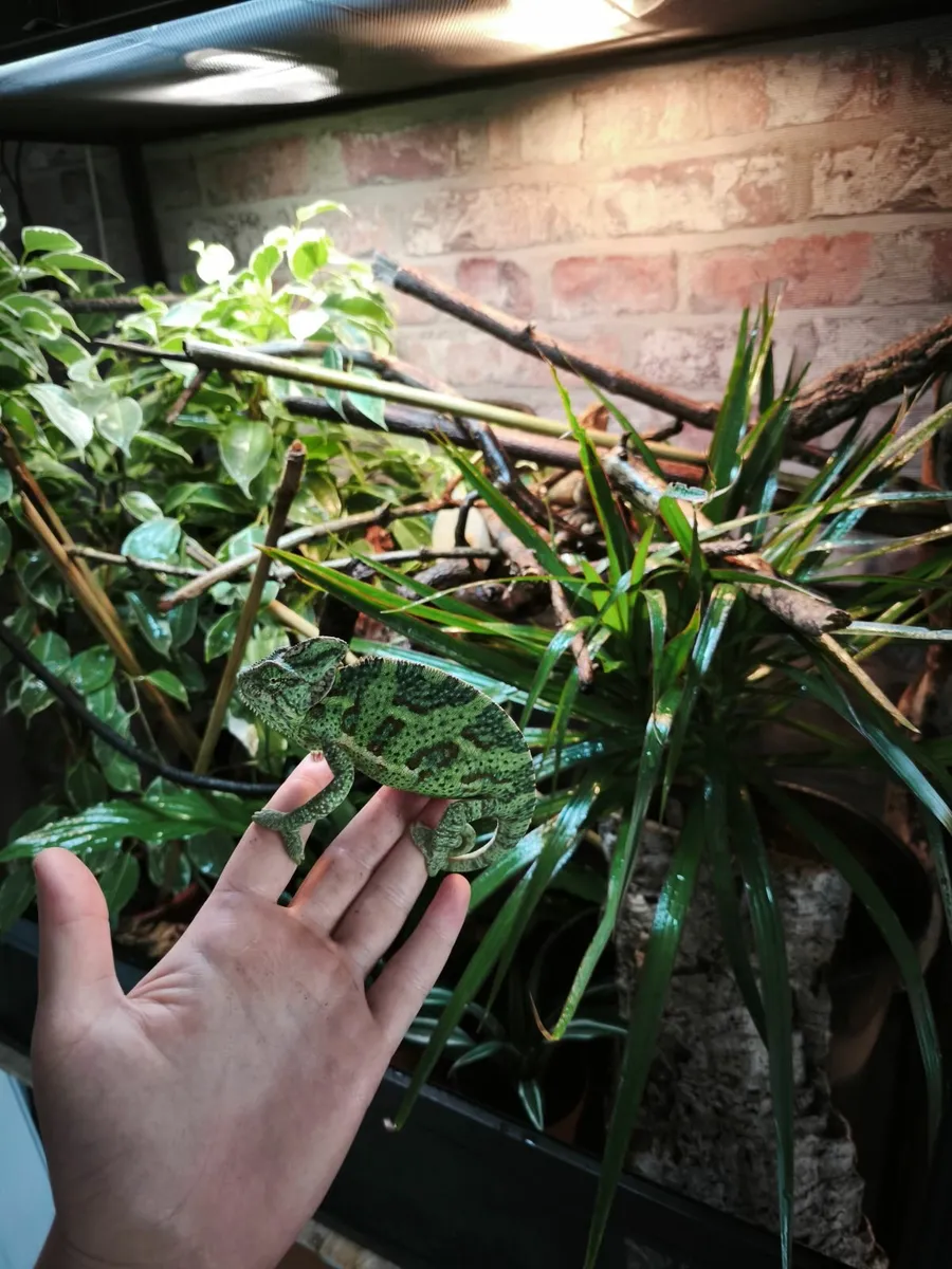 Veiled chameleon - Image 1