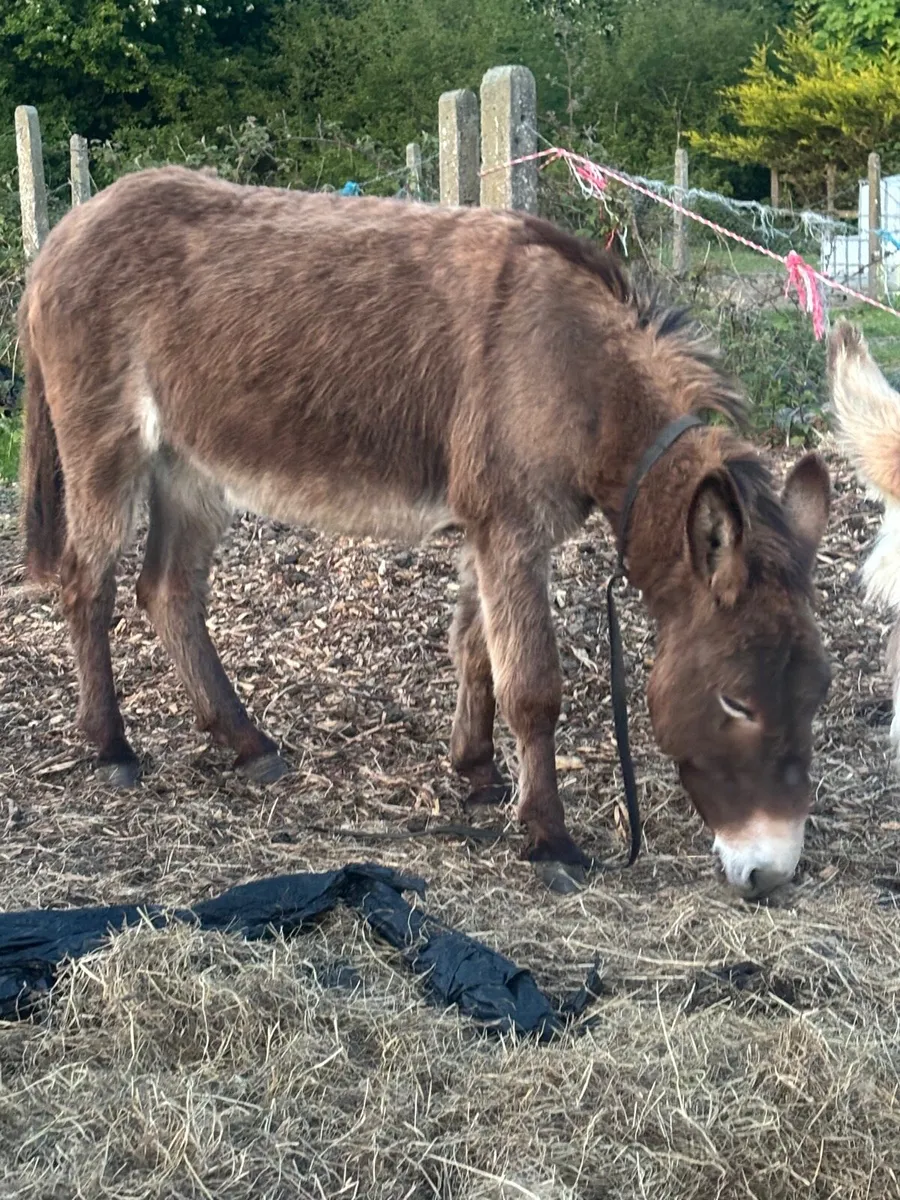 4 year old mare donkey for sale - Image 1