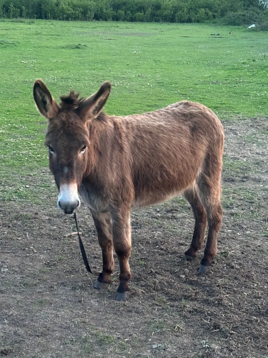 4 year old mare donkey for sale - Image 2