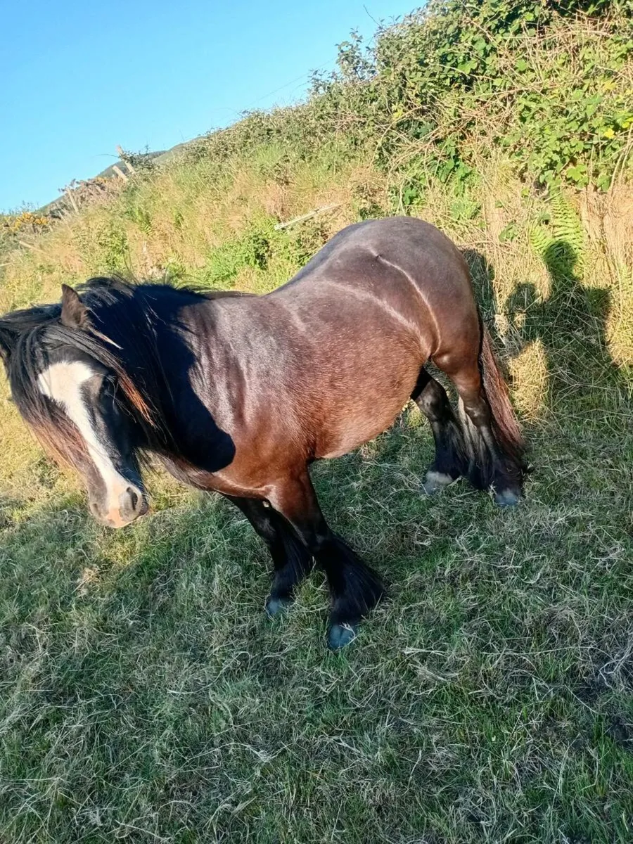 Cob filly - Image 2