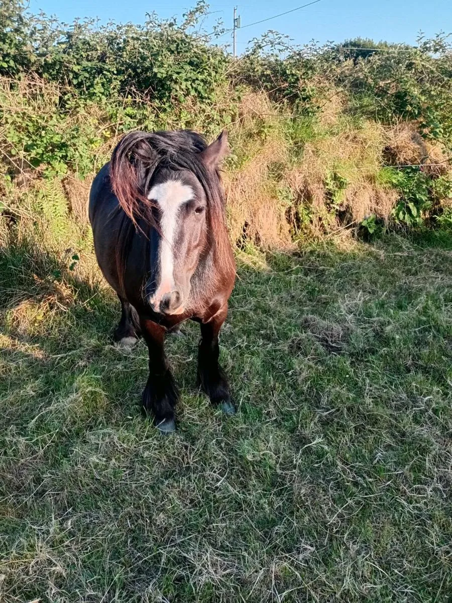 Cob filly - Image 3