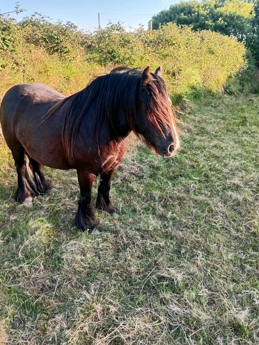 Cob filly - Image 4