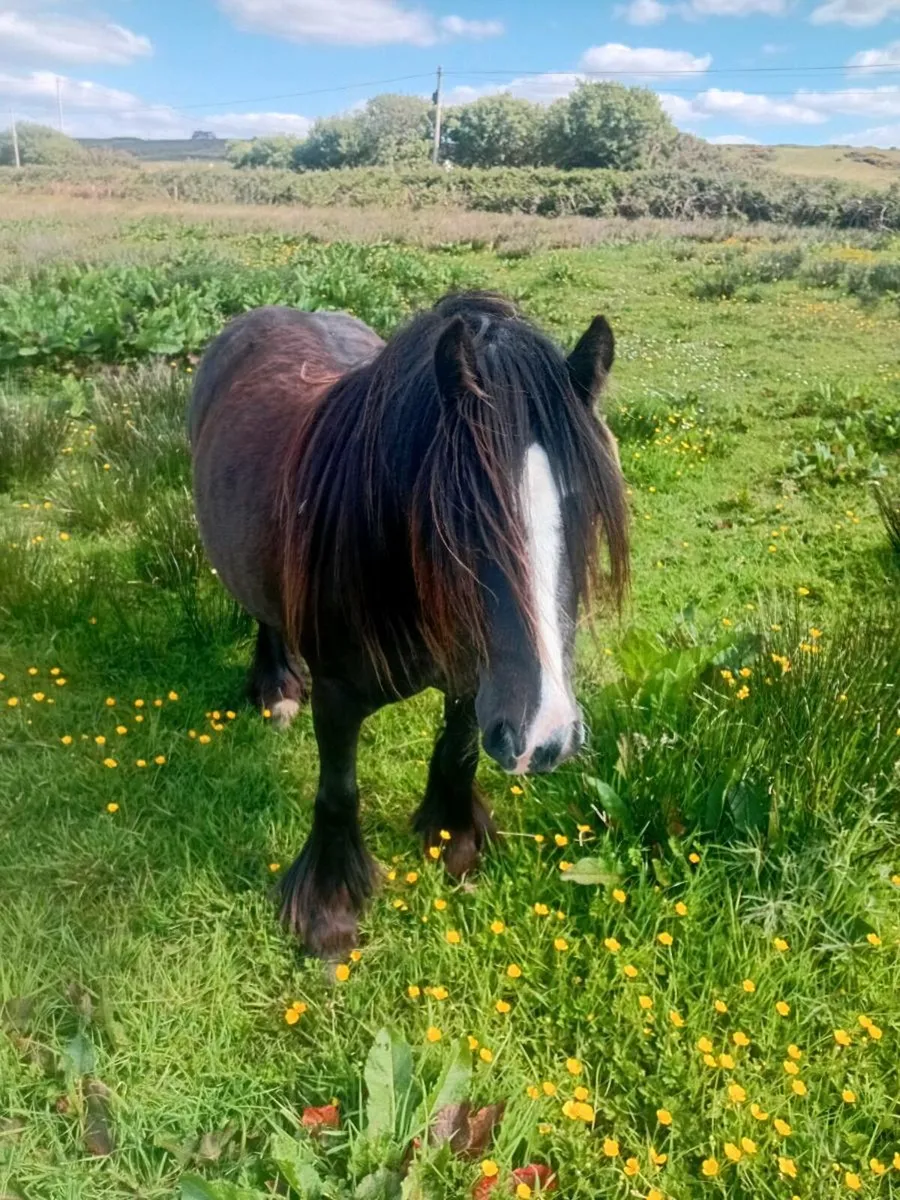 Cob filly - Image 1