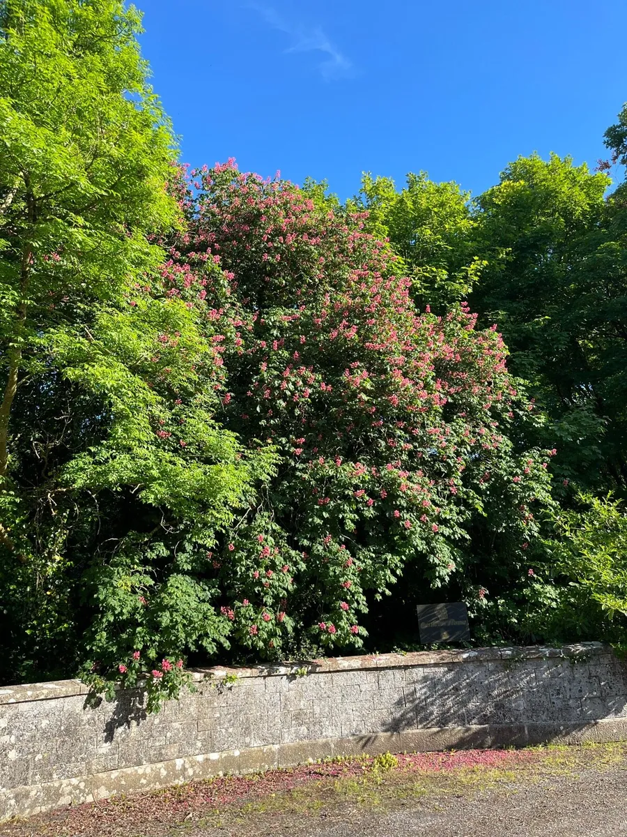 Native Irish Horse Chestnut tree 2-3ft - Image 1