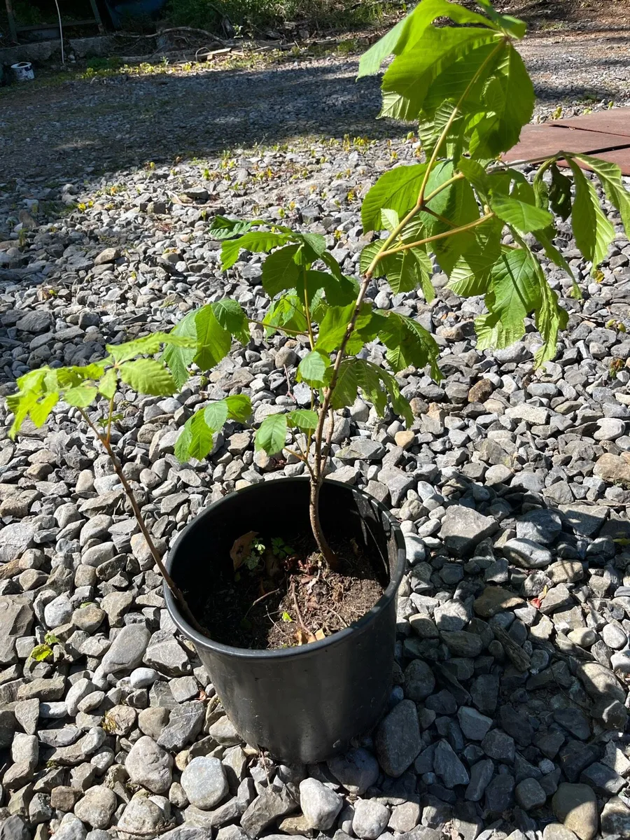 Native Irish Horse Chestnut tree 2-3ft - Image 2