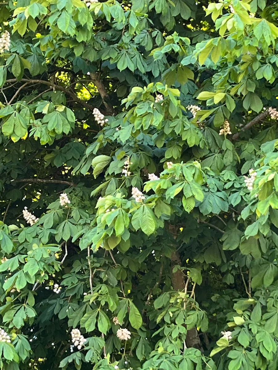 Native Irish Horse Chestnut tree 2-3ft - Image 3