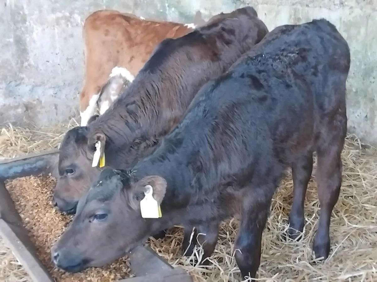 3 Strong Heifer Calves - Image 2