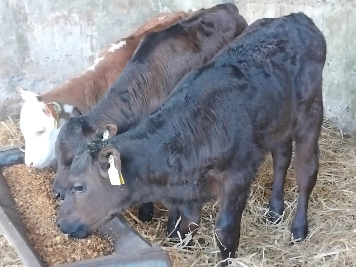 3 Strong Heifer Calves - Image 1