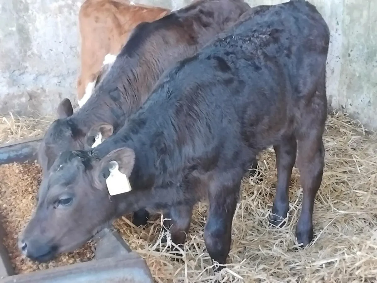 3 Strong Heifer Calves - Image 3