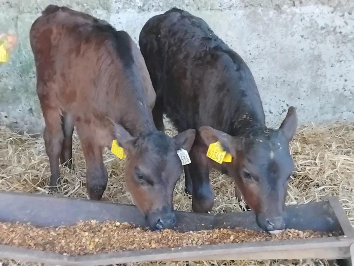 3 Strong Heifer Calves - Image 4