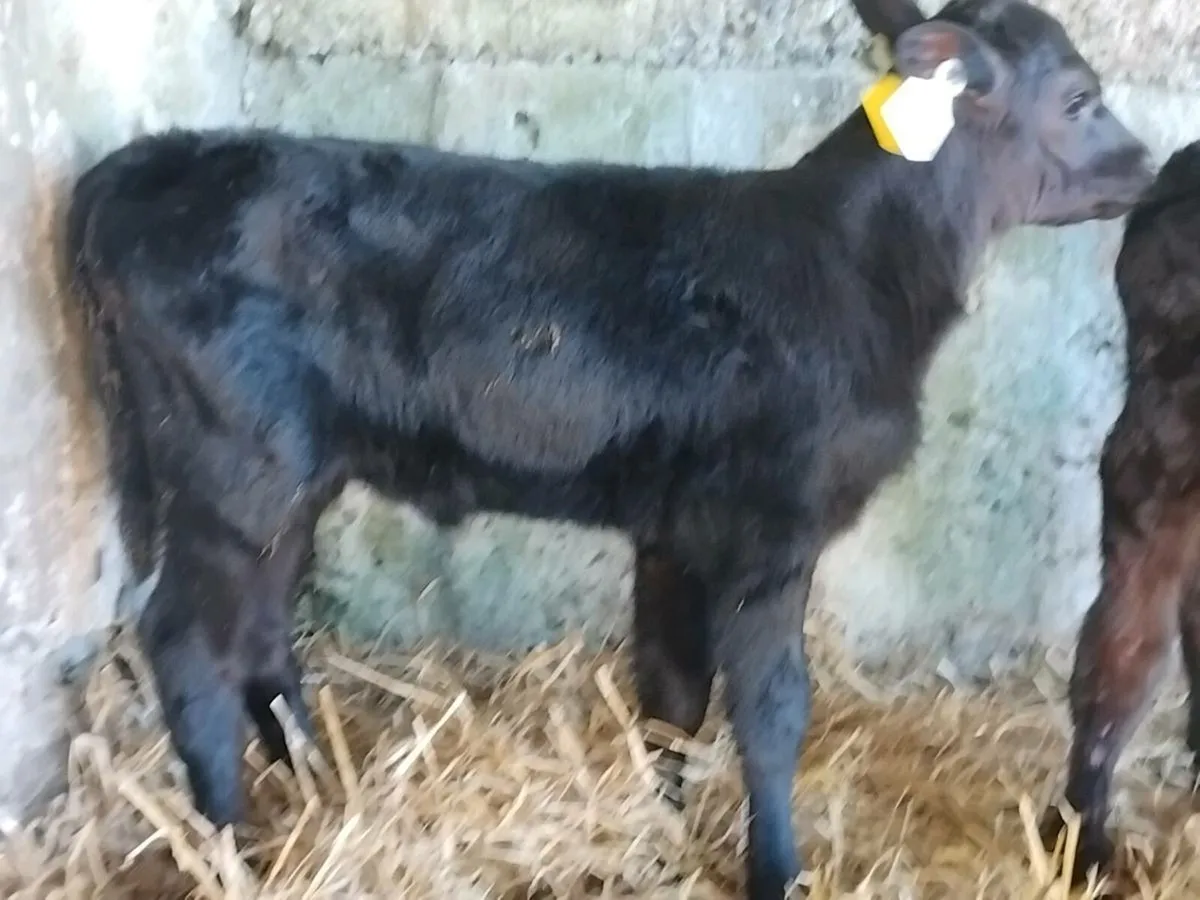2 Angus Calves  - €500 - Image 2
