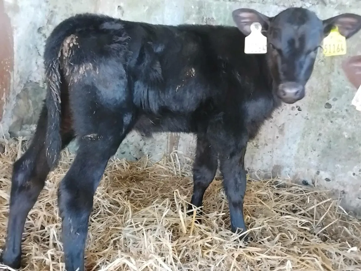 2 Angus Calves  - €500 - Image 3