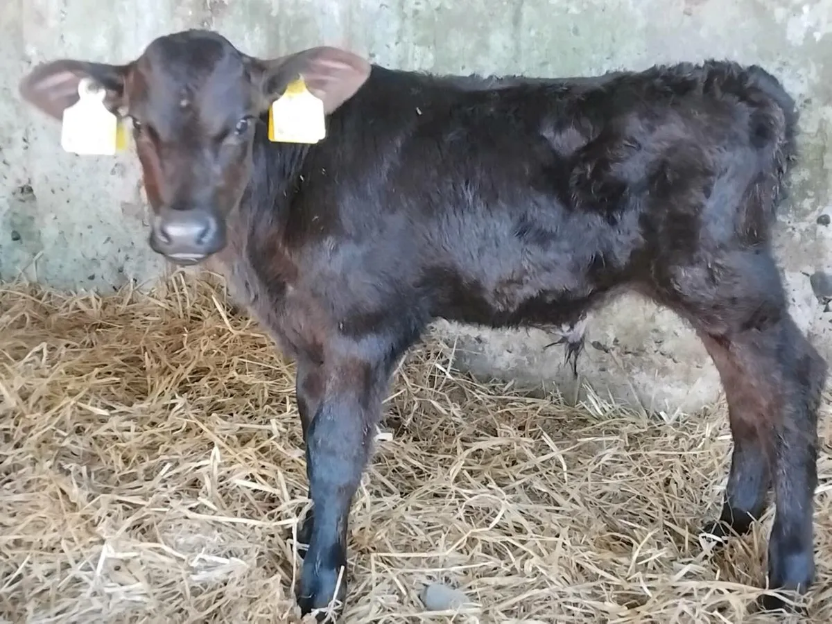 2 Angus Calves  - €500 - Image 4