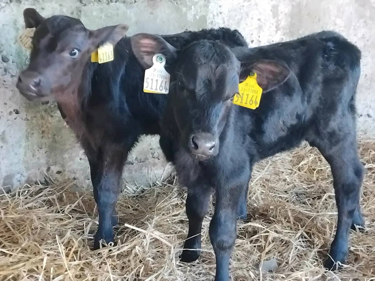 2 Angus Calves  - €500 - Image 1