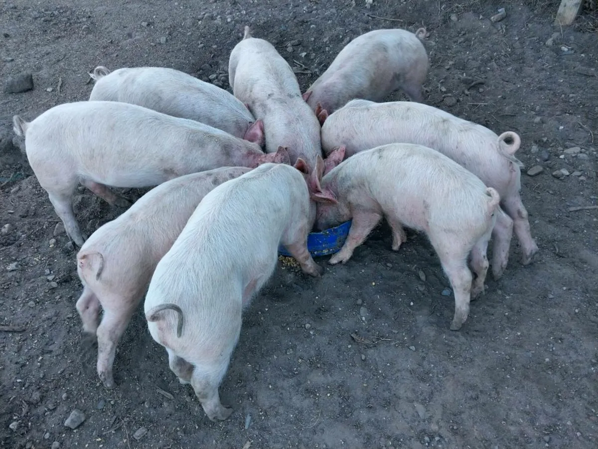 9 weeks old large white piglets for new homes 🏡 - Image 1