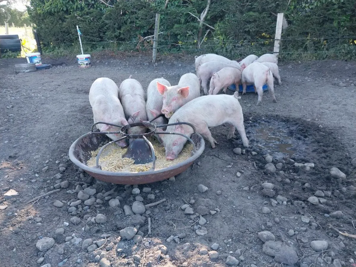9 weeks old large white piglets for new homes 🏡 - Image 3