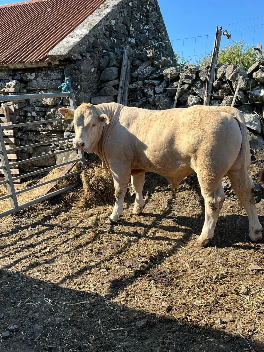Weanlings - Image 1