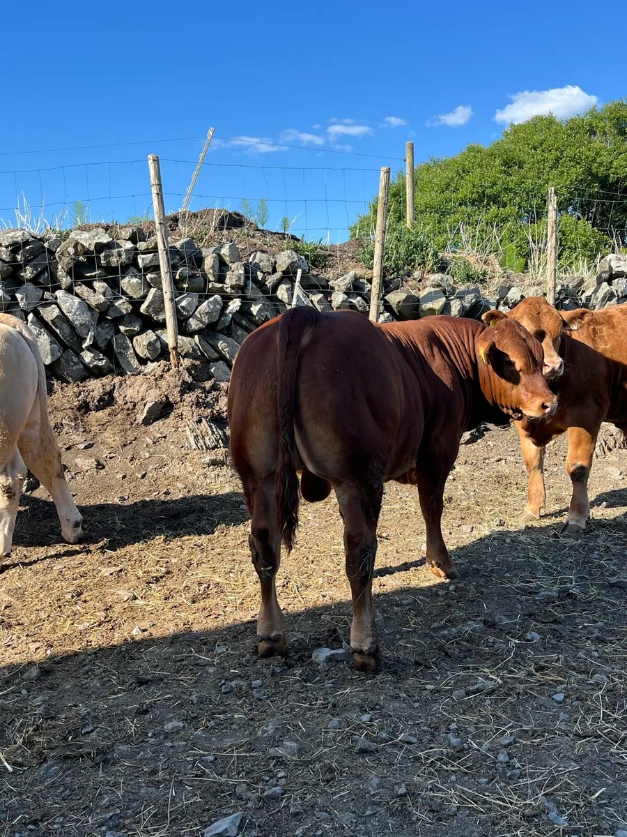 Weanlings - Image 2