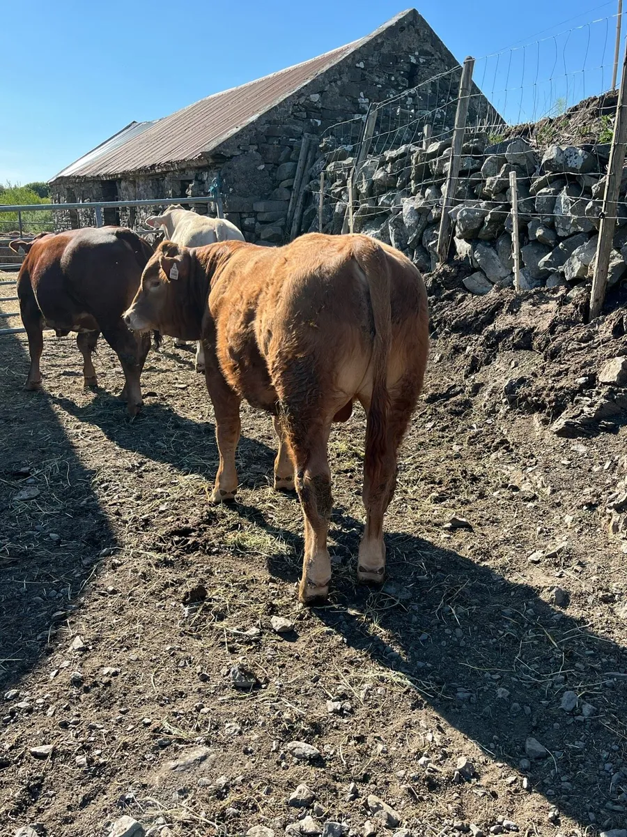 Weanlings - Image 3