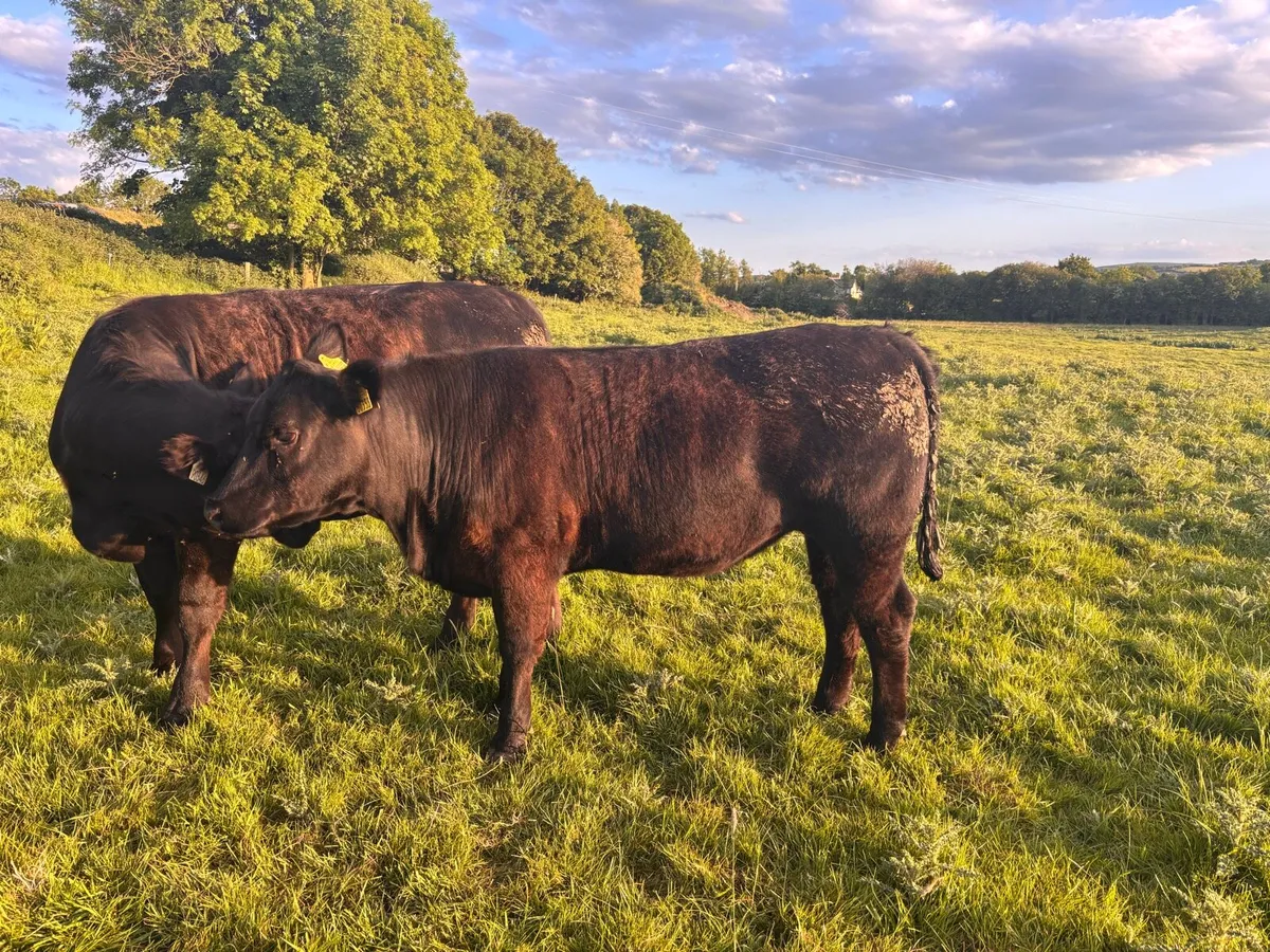 Heifer - Image 2