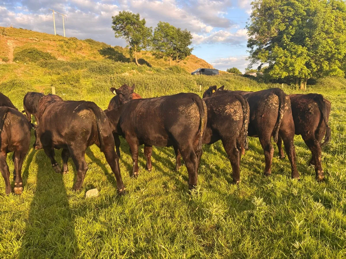 Heifer - Image 3